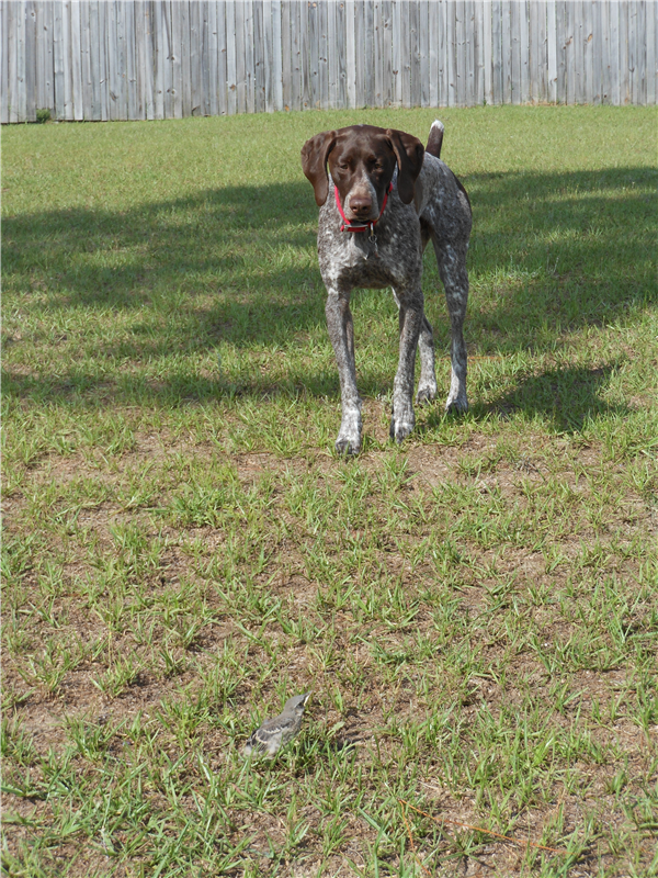 /Images/uploads/Southeast German Shorthaired Pointer Rescue/segspcalendarcontest2018/entries/8830thumb.JPG